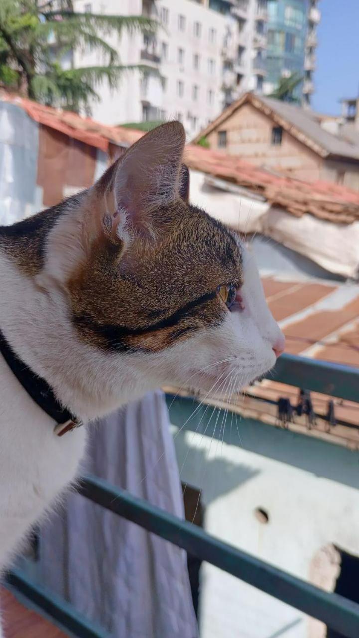 Everyday Cat Hostel Batumi Exterior photo